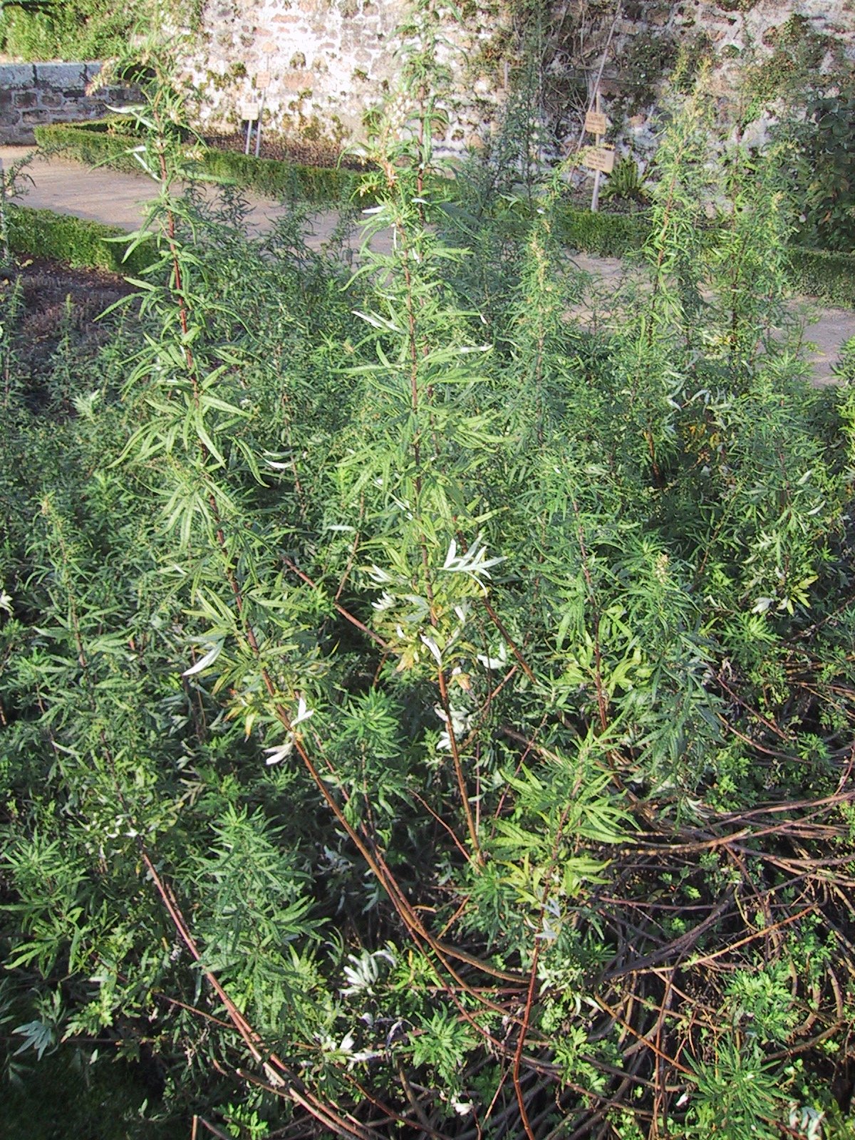 Artemisia Vulgaris